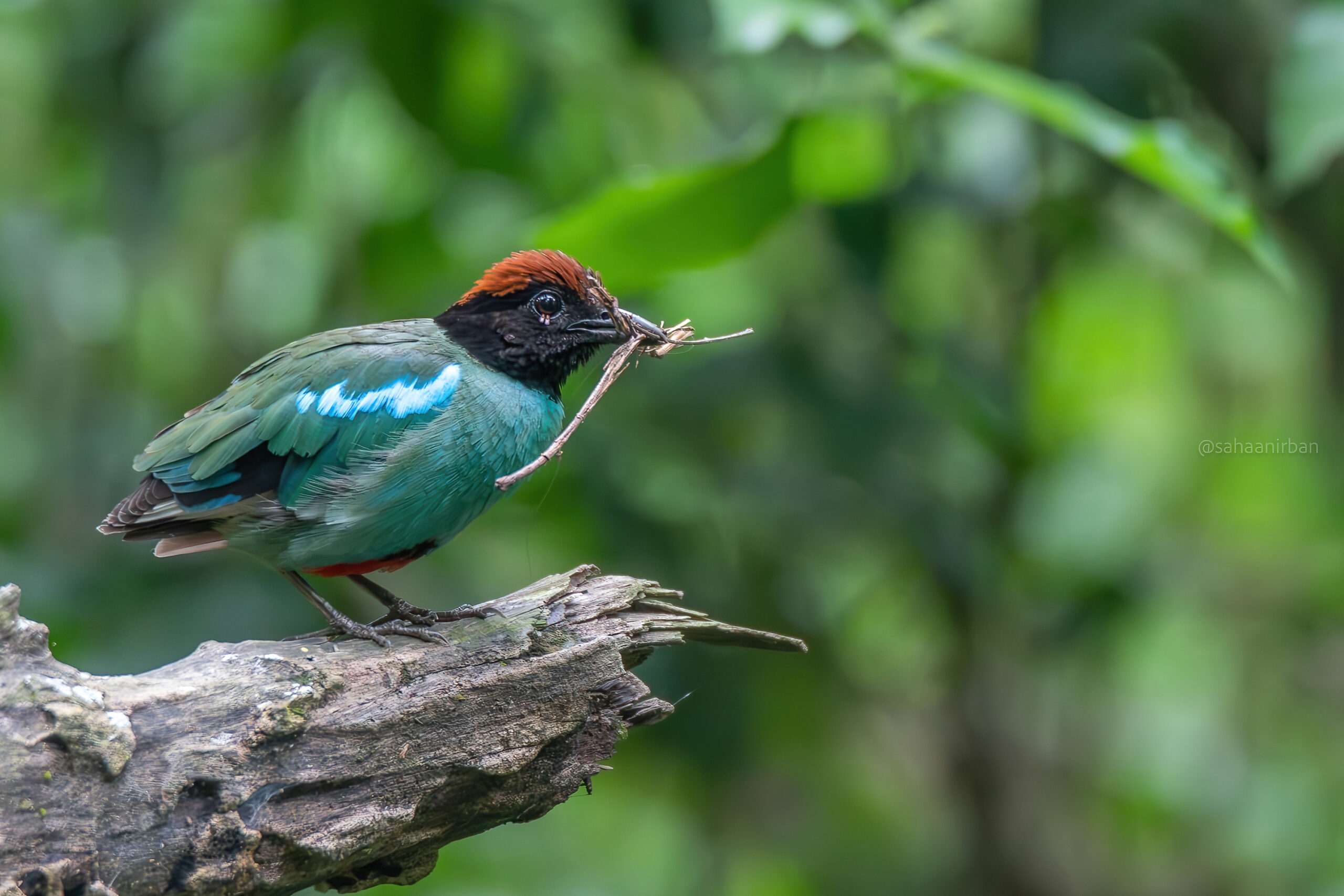 1,700+ Kid Bird Watching Stock Photos, Pictures & Royalty-Free Images -  iStock