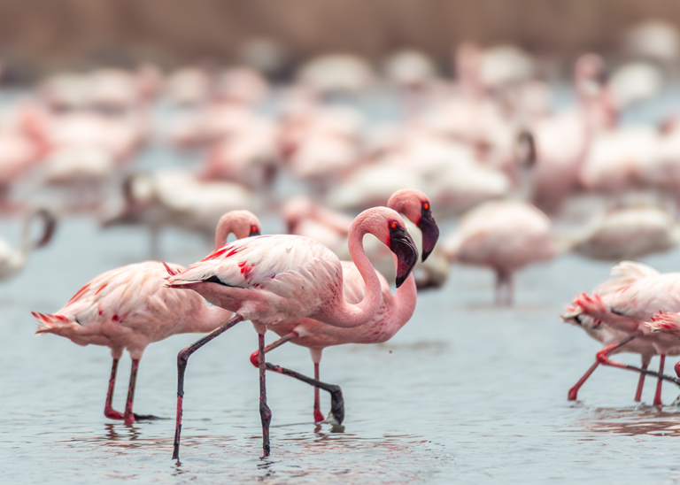 Flamingos in Mumbai: A Thrilling Encounter