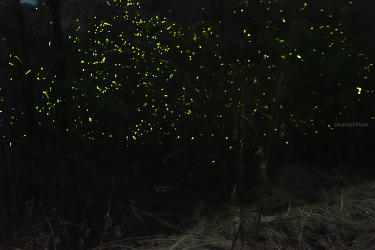 Chasing Fireflies in Bhandardara, Maharashtra.