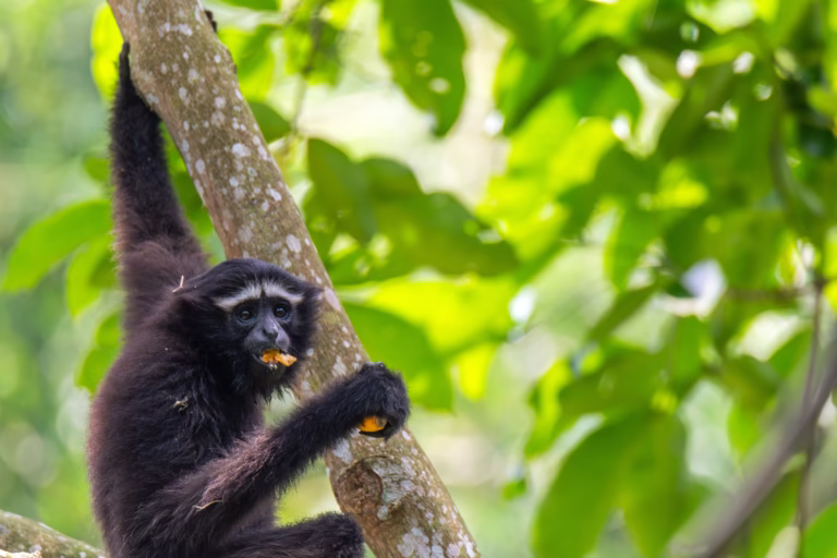 Hoolock Gibbons in India: The Singing Apes Fighting for Survival.