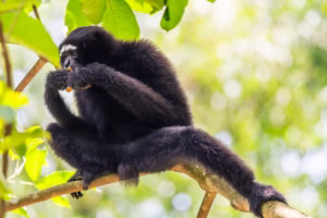 A black Western Hoolock Gibbon sitting on a branch, eating, against a blurred green background.