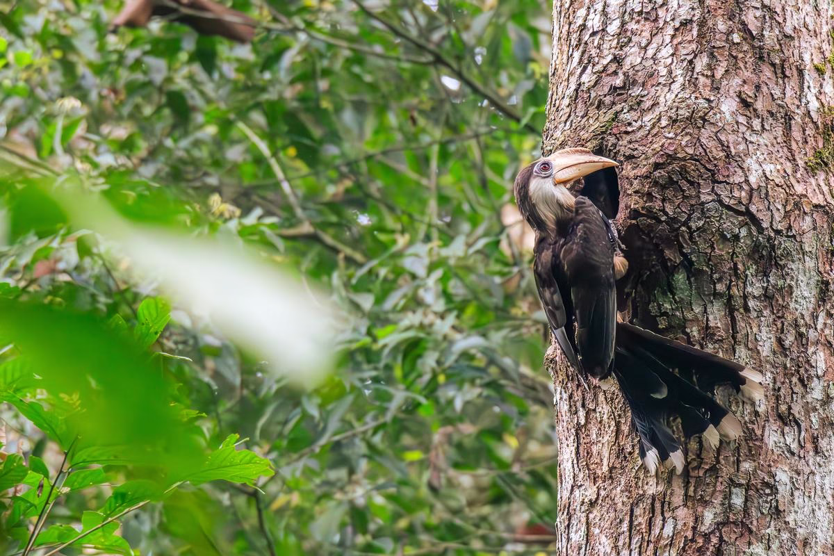 A Brown Hornbill clinging to a tree trunk near its nest hole in the rainforest.