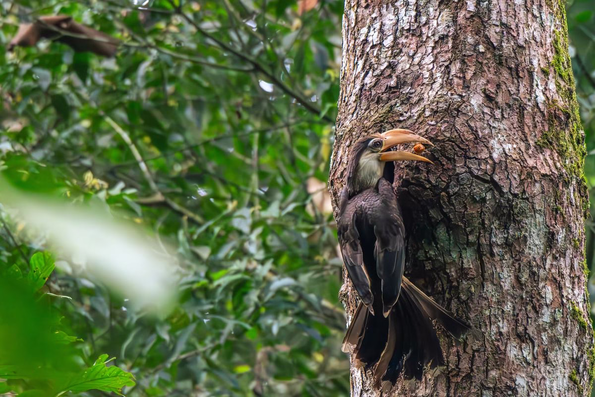 Brown Hornbill