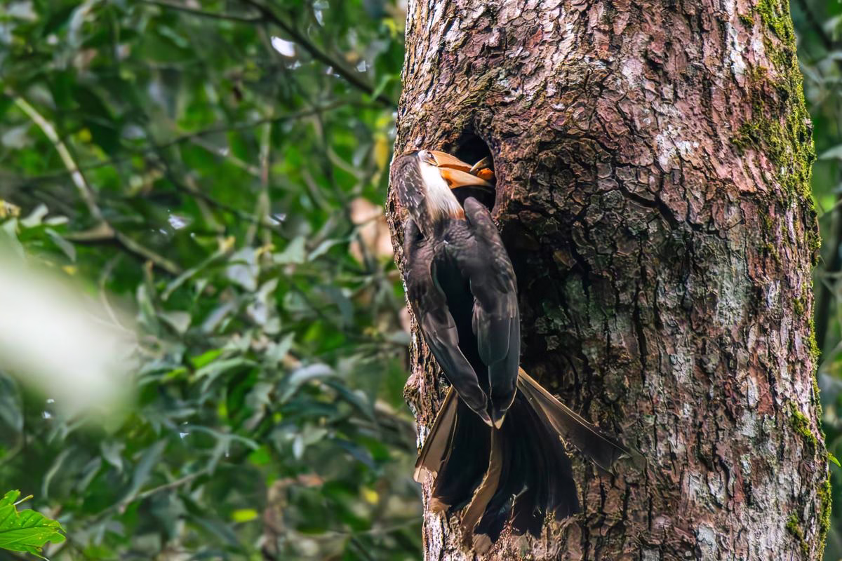 Brown Hornbill