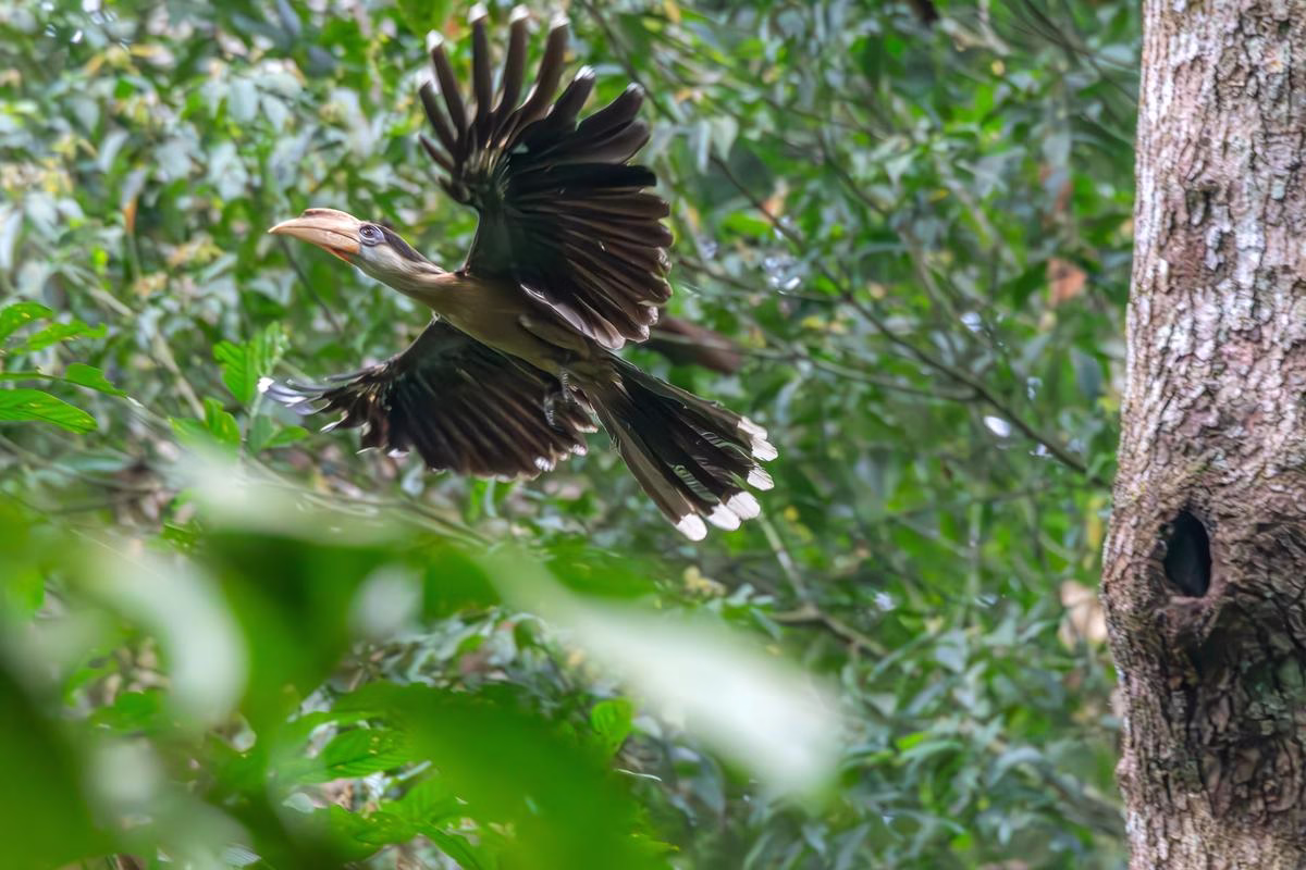 Brown Hornbill