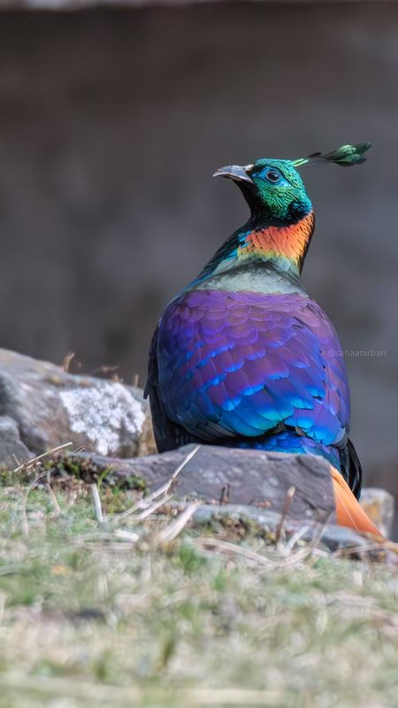 Himalayan Monal on rocky outcrop
