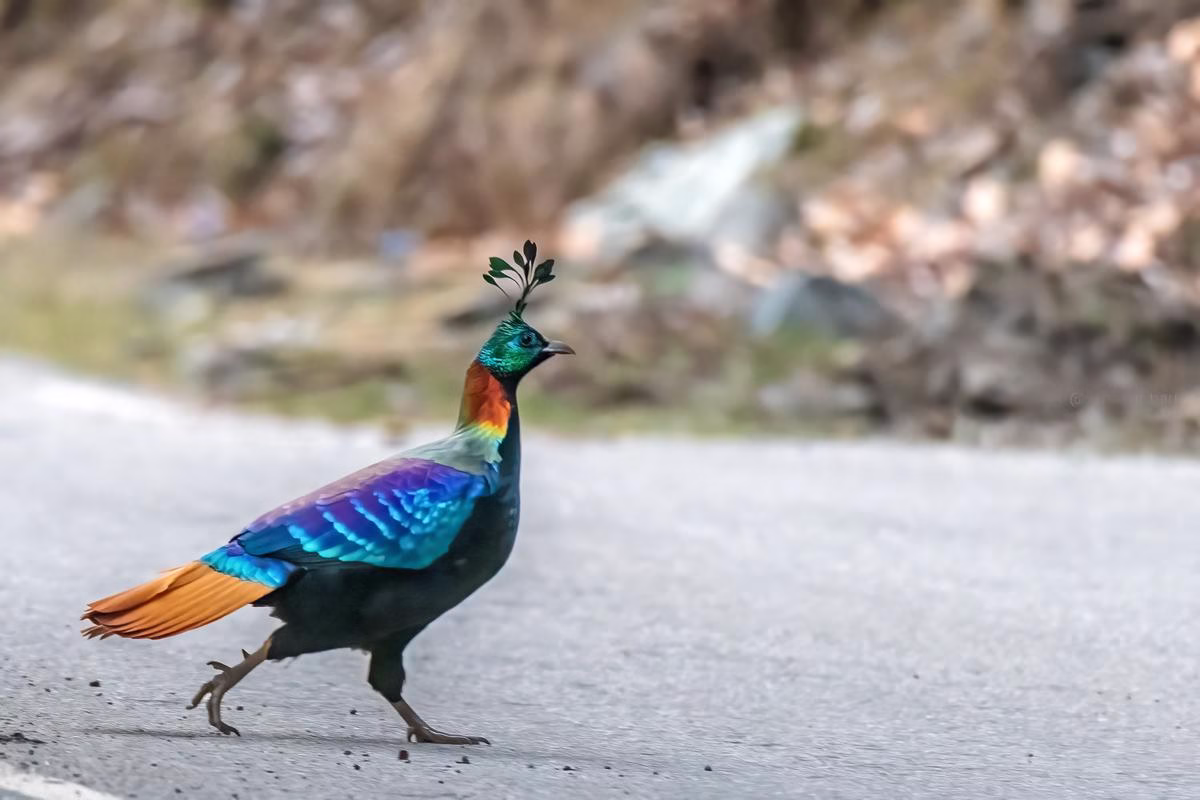 Himalayan Monal crossing the road