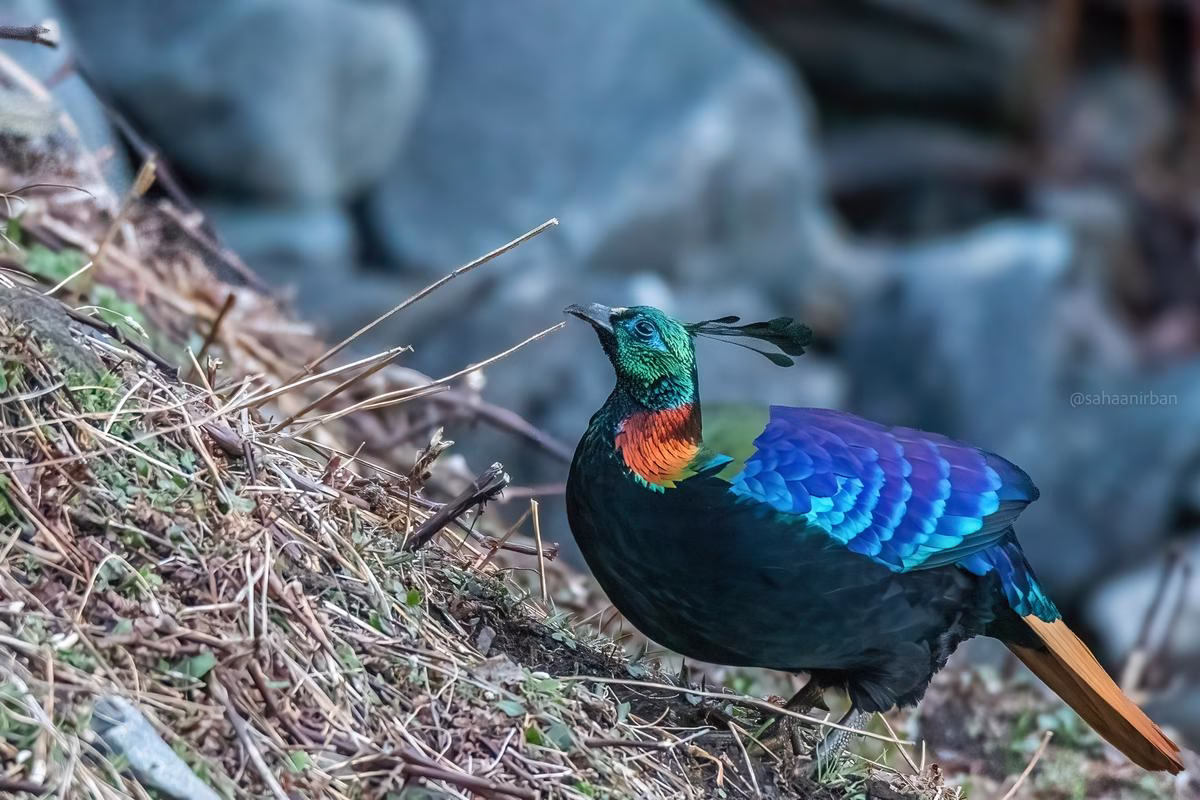 Himalayan Monal on a hillside