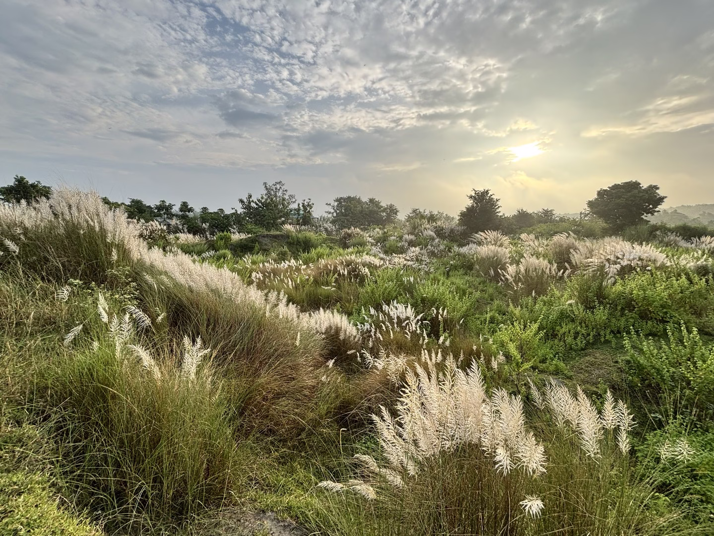 No bird found in Suri