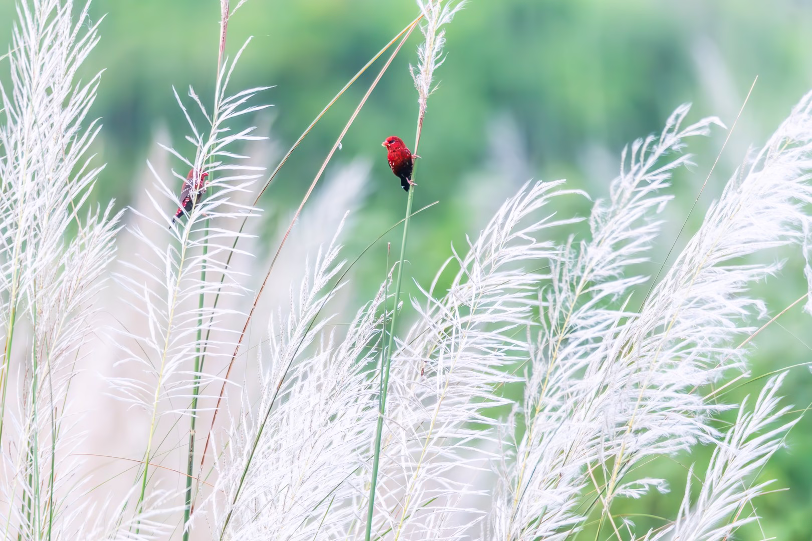 A male Red Munia perches on a blade of grass amongst white Kash flowers.