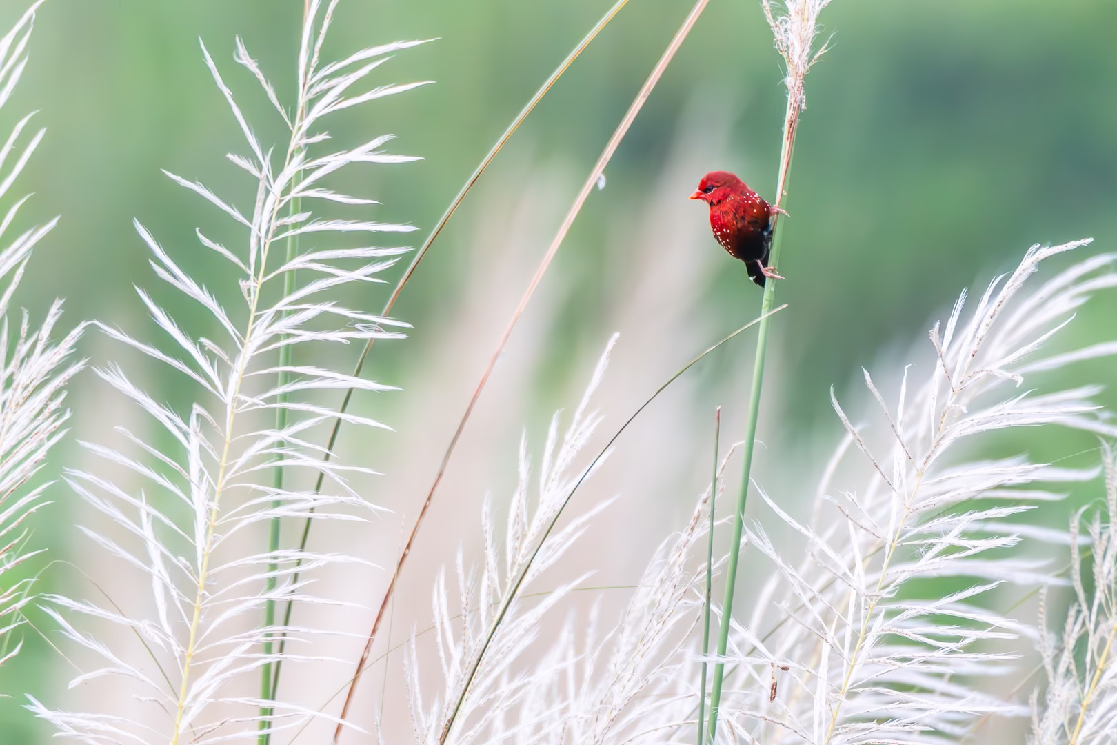 Red Munia in Suri
