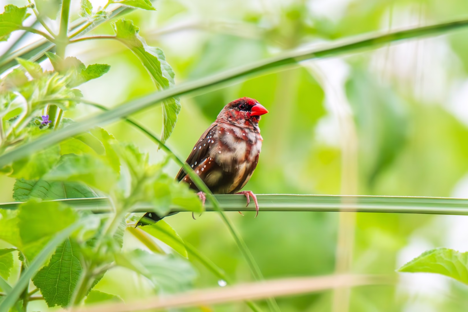 Red Munia in Suri