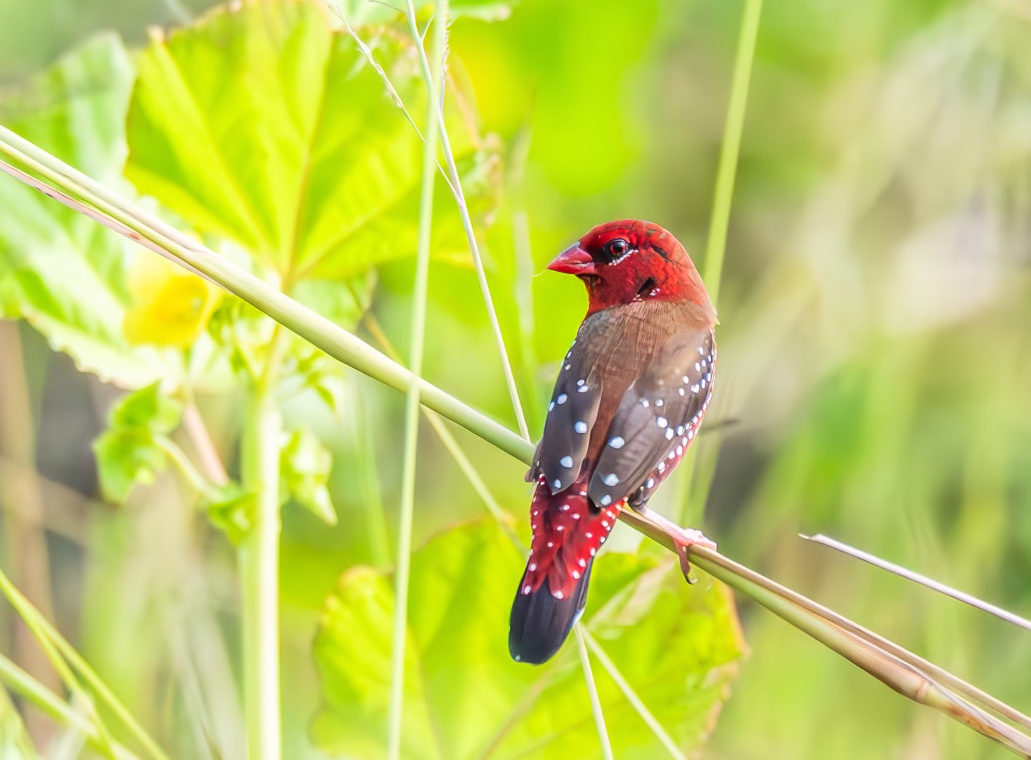 Red Munia in Rajarhat