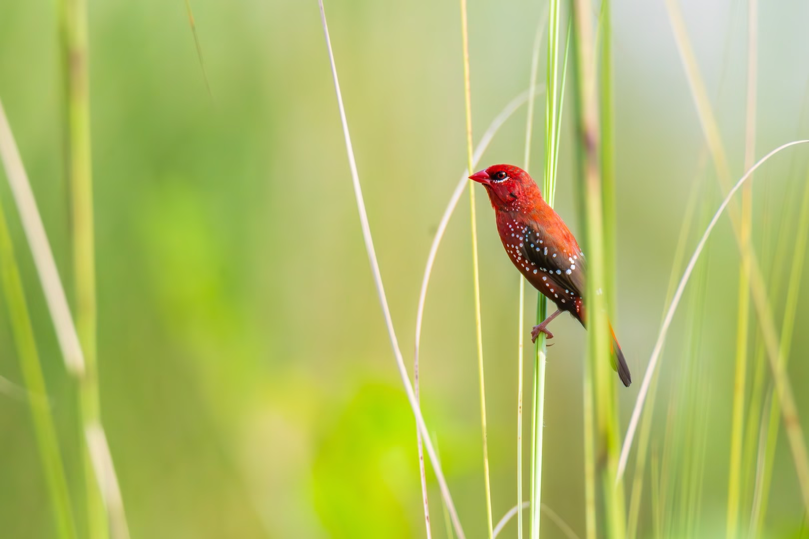 red munia