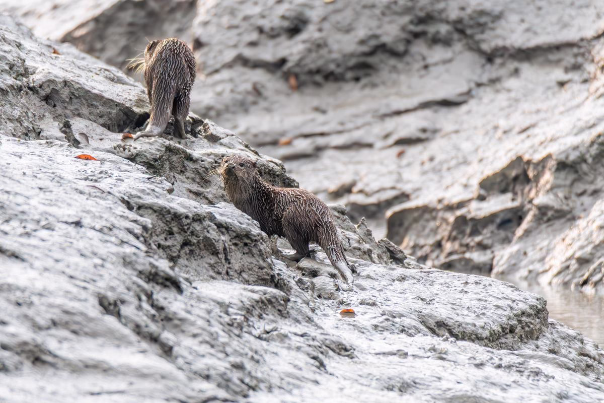 Two Asian Small-Clawed Otters exploring a rocky, muddy area in Sundarbans.