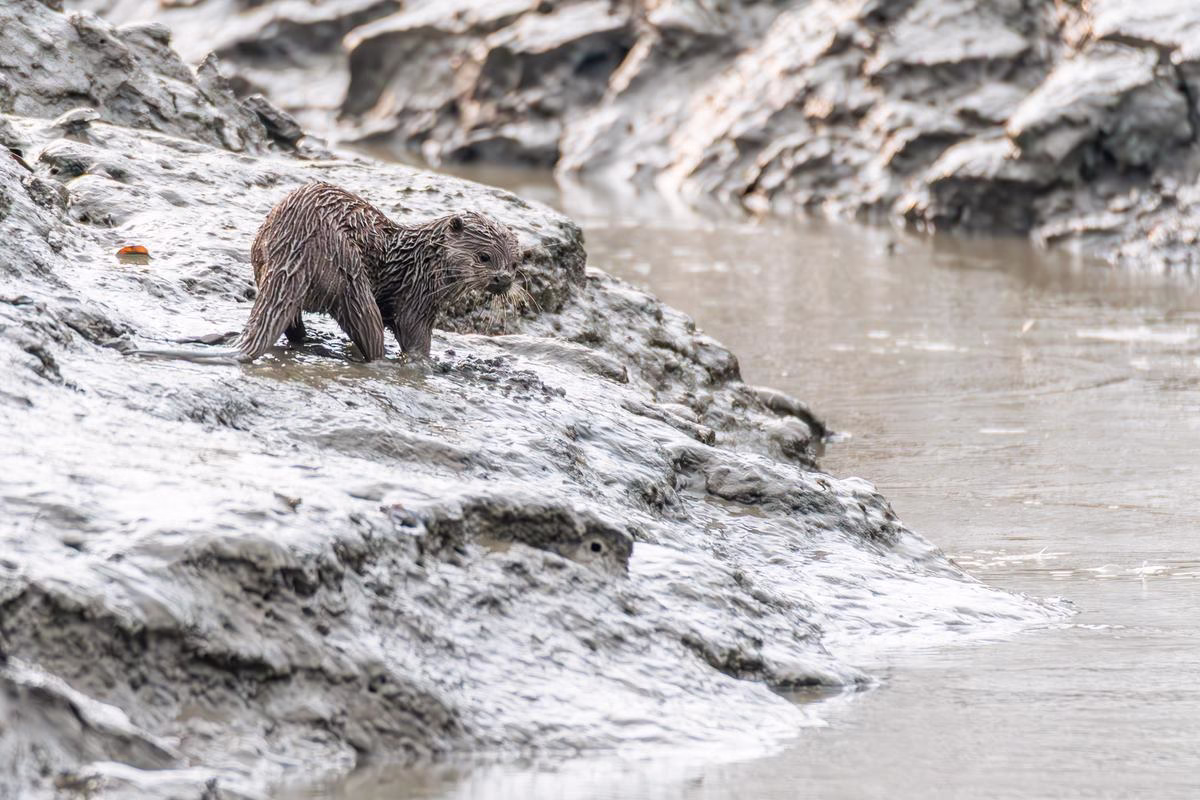 Asian Small-Clawed Otter on muddy banks of river in Sundarbans National Park