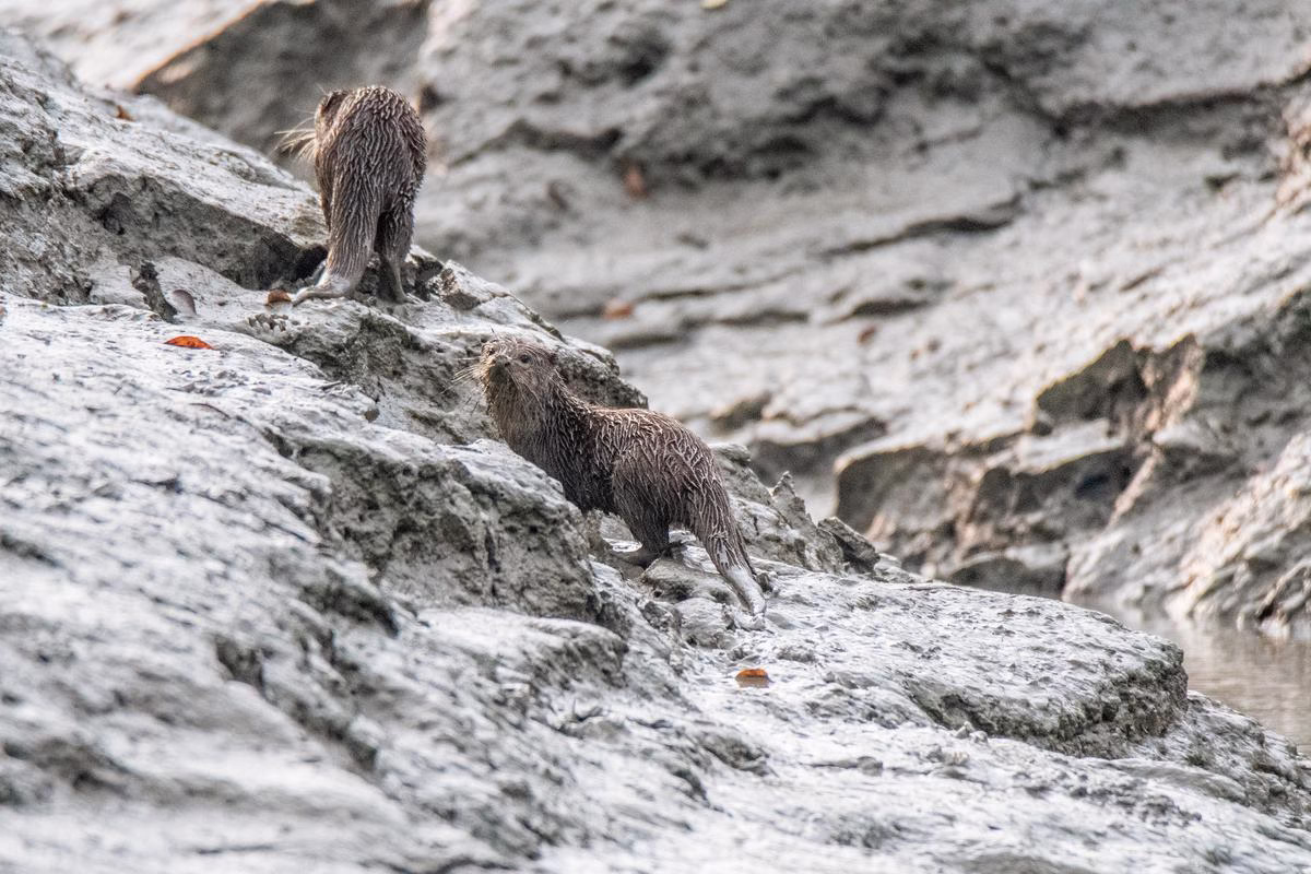 Asian Small-Clawed Otter walking through a muddy mangrove habitat in Sundarbans National Park