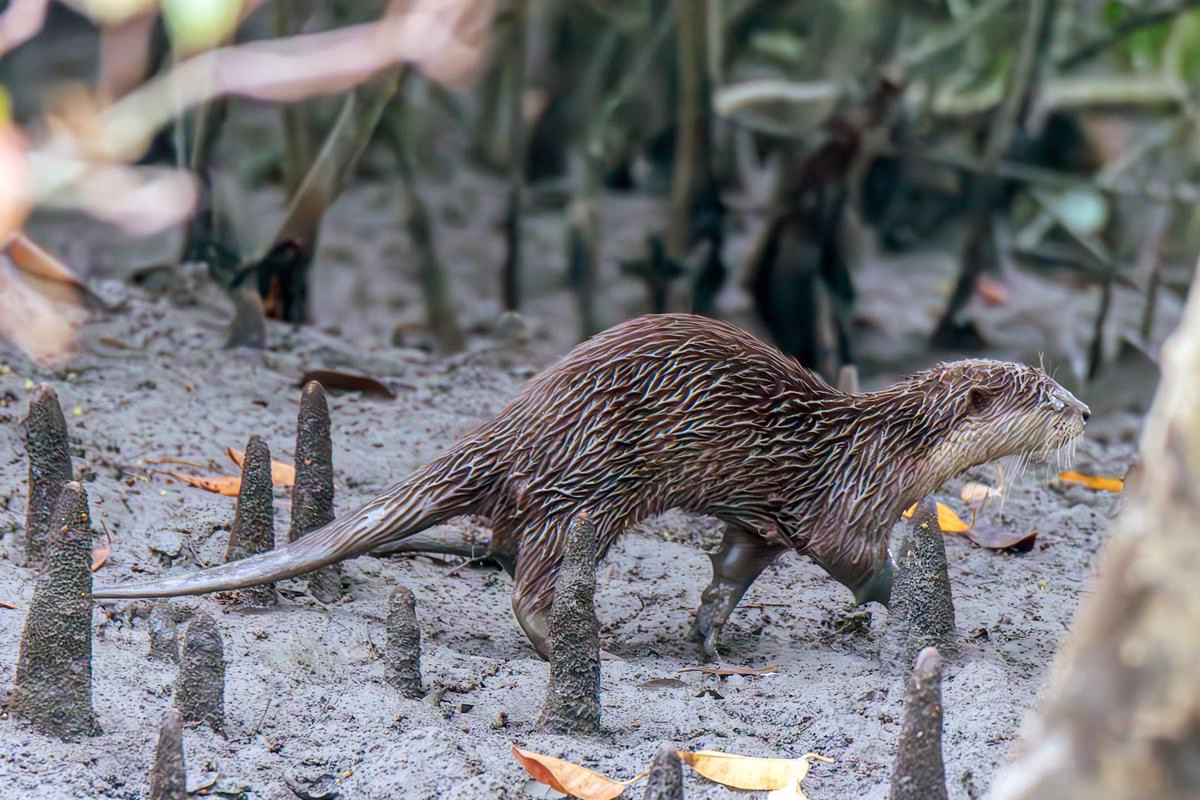Two Asian Small-Clawed Otters walking among pneumatophores in Sundarbans National Park