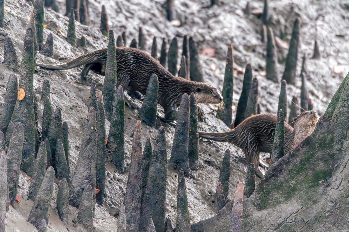 Two Asian Small-Clawed Otters walking among pneumatophores in Sundarbans National Park