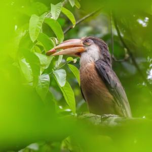 An Austen's brown hornbill perched on a branch in Dehing Patkai National Park.