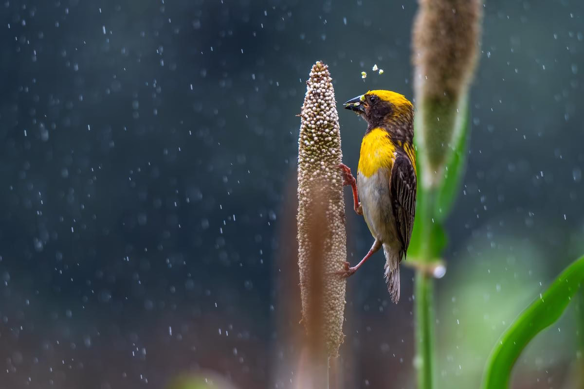 Baya Weaver perched on a millet stalk in Saswad near Pune