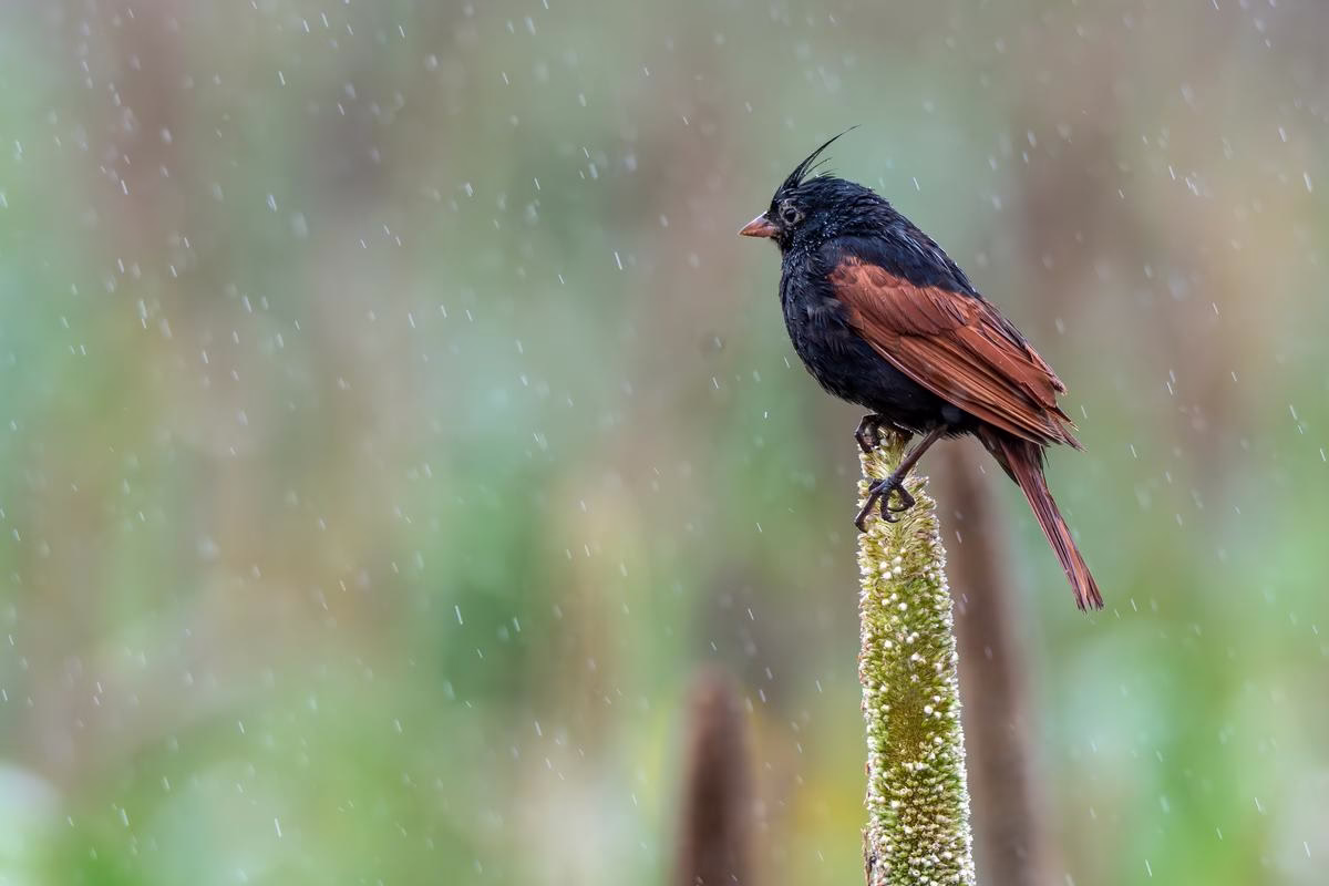 Crested Bunting perched on a millet stalk in Saswad near Pune