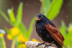 A Crested Bunting perched on a millet stalk, feeding in its natural habitat.