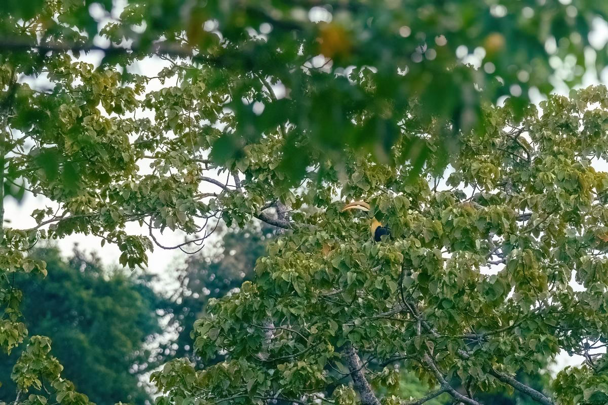Great Hornbill in Rongtong, Darjeeling