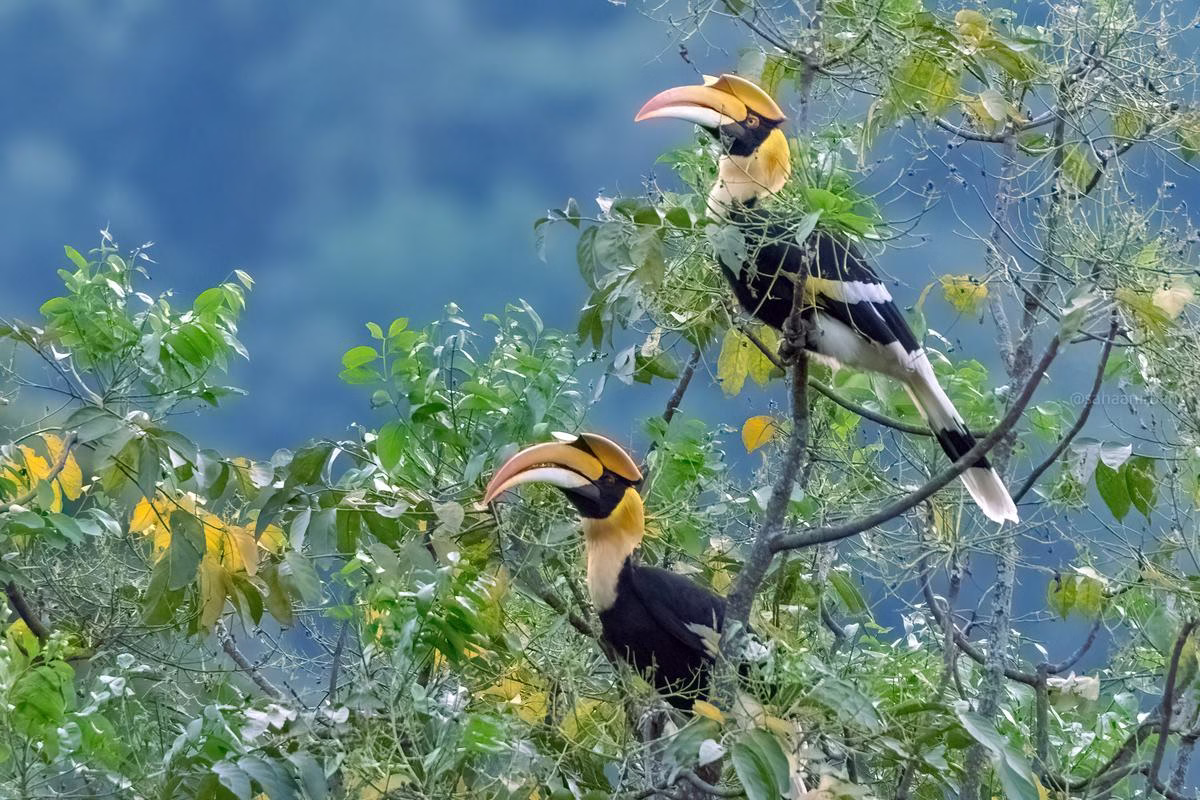 Two Great Hornbill perched on branches in a forest.