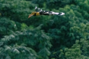 A Great Hornbill flies through a dense green forest, its black and white plumage and large yellow beak standing out.