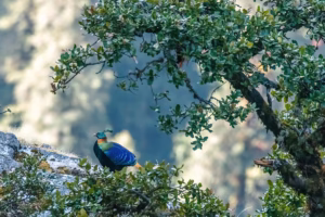 A male Himalayan Monal perched on a mossy rock among green foliage.
