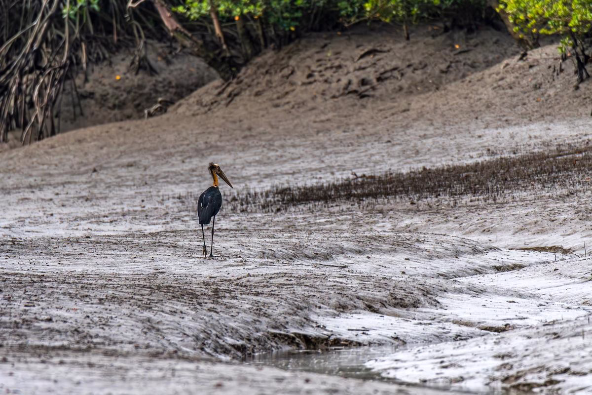 A Lesser Adjutant stork wading through the mudflats of Sundarbans National Park.