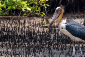 A Lesser Adjutant Stork standing in the Sundarbans mangrove forest.