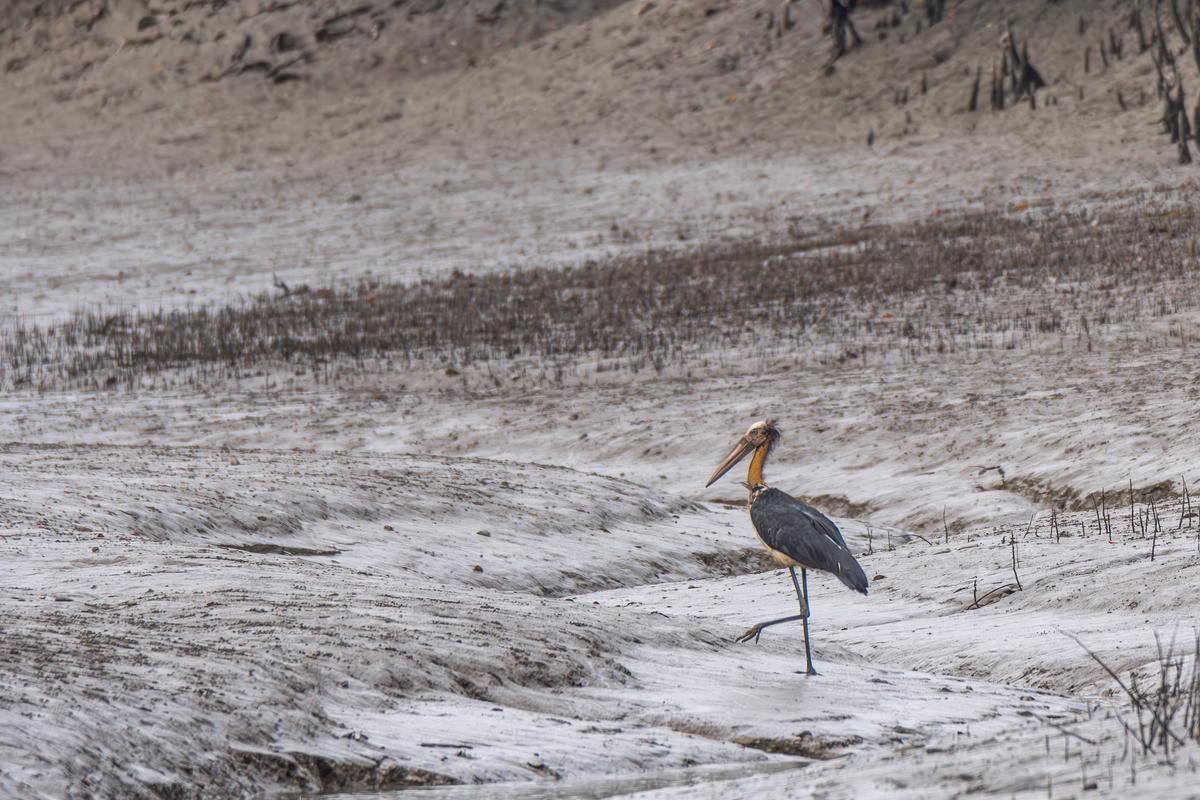 Lesser Adjutant Stork in Sundarbans