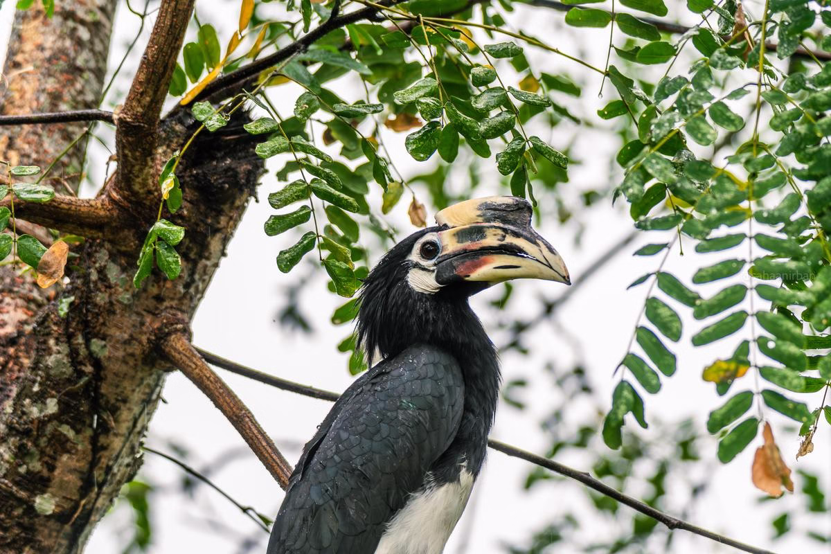 Oriental Pied Hornbill perched on a branch in Rongtong, Darjeeling, surrounded by green foliage.