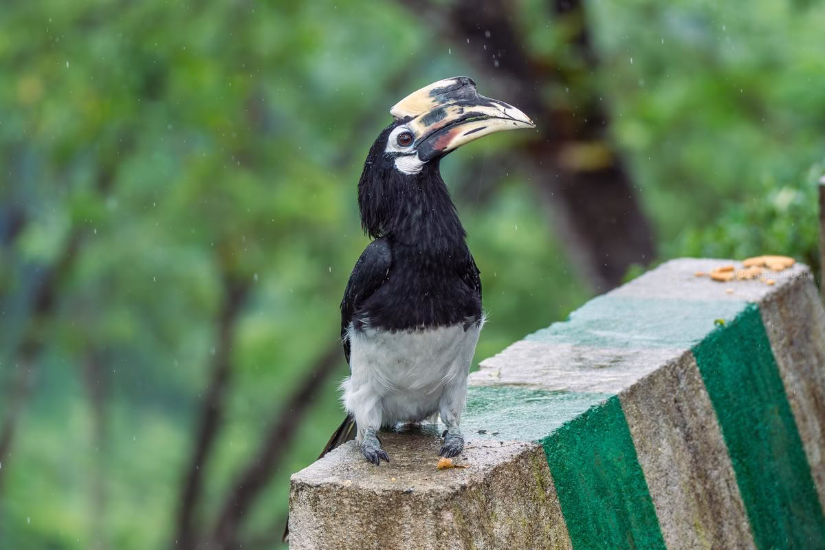 Oriental Pied Hornbill in Rongtong, Darjeeling