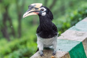 An Oriental Pied Hornbill perches on a concrete ledge, showcasing its black and white plumage and distinctive beak.