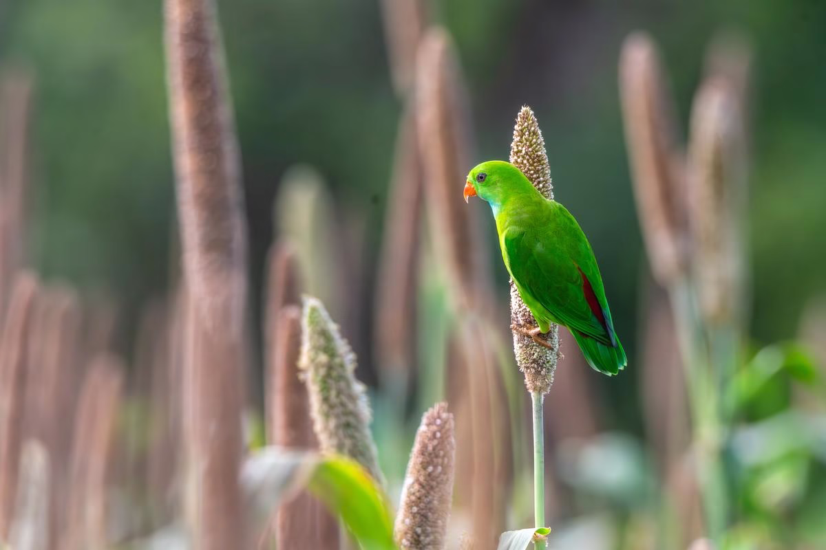 A vibrant green Vernal Hanging Parrot perched on a millet stalk in Saswad.