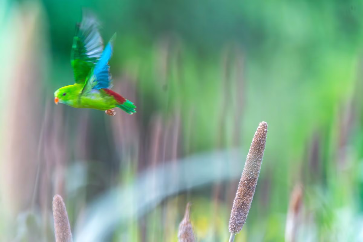 A Vernal Hanging Parrot flies near millet crops, displaying its vibrant green and blue plumage.