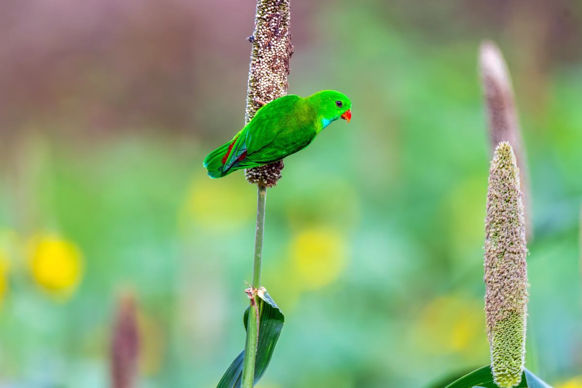 Vernal Hanging Parrot perched on a millet stalk in Saswad near Pune