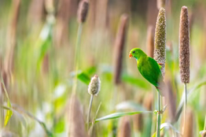 A Vernal Hanging Parrot with bright green plumage and an orange beak perched on a millet stalk in a field.