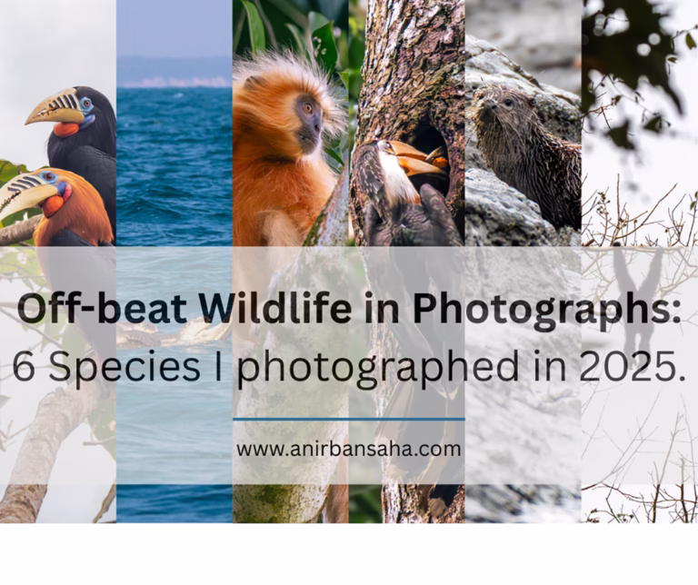 Off-beat Wildlife Photography in India: 6 Species from Rushikulya to Dehing Patkai (2025)