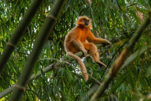 golden langur (male) in Kakoijana Reserve Forest, India.