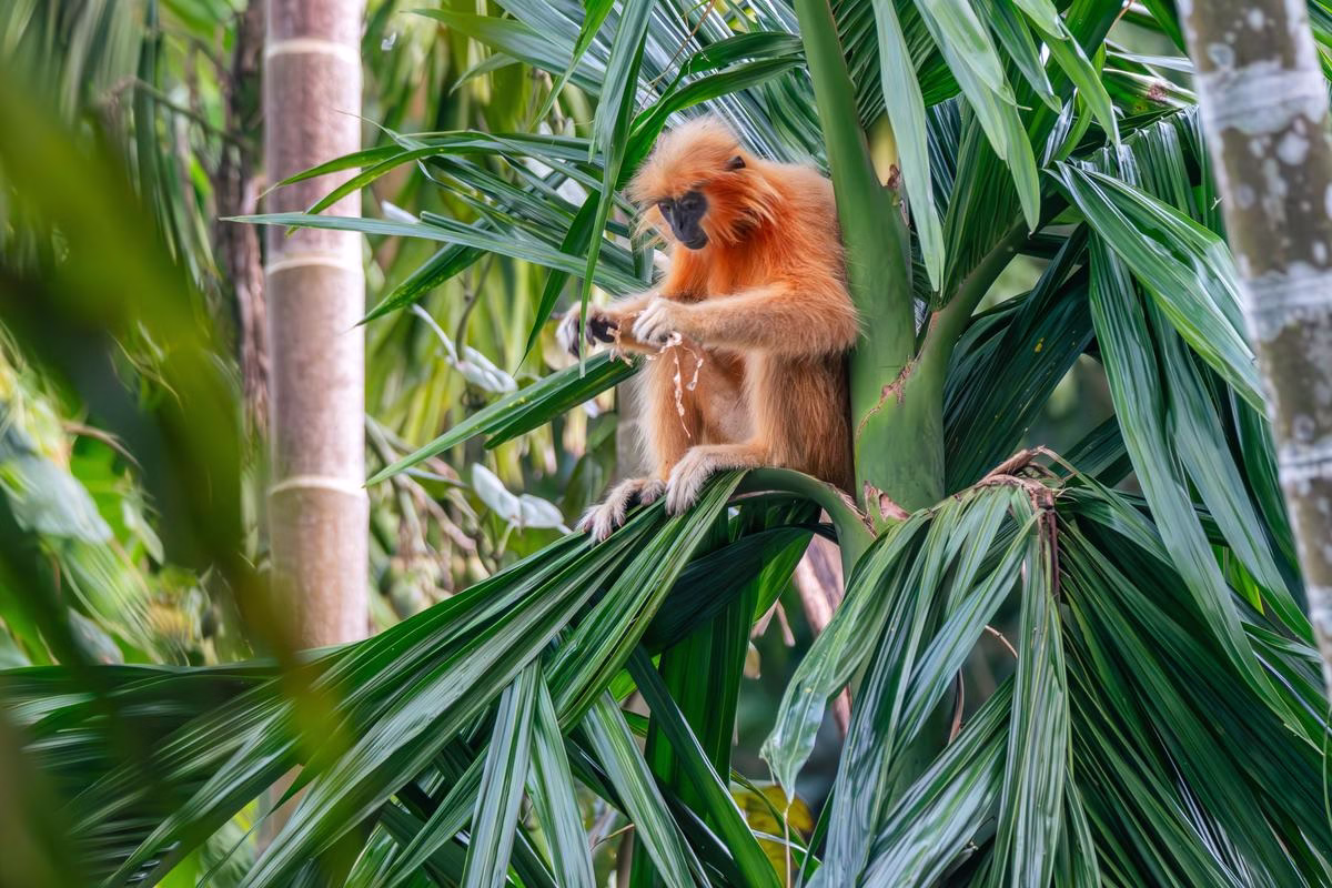 Golden Langur foraging in a palm tree, Kakoijana Reserve Forest