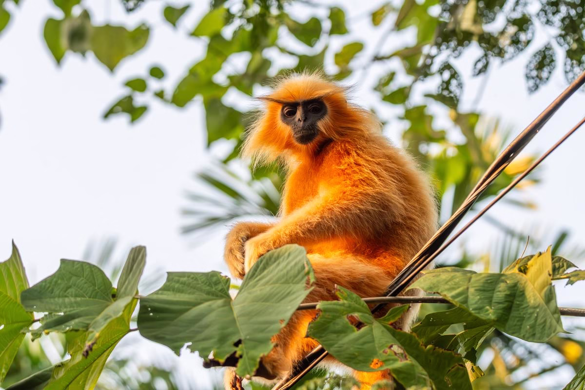 Golden Langur on a tree branch, looking towards the viewer, Kakoijana Reserve Forest