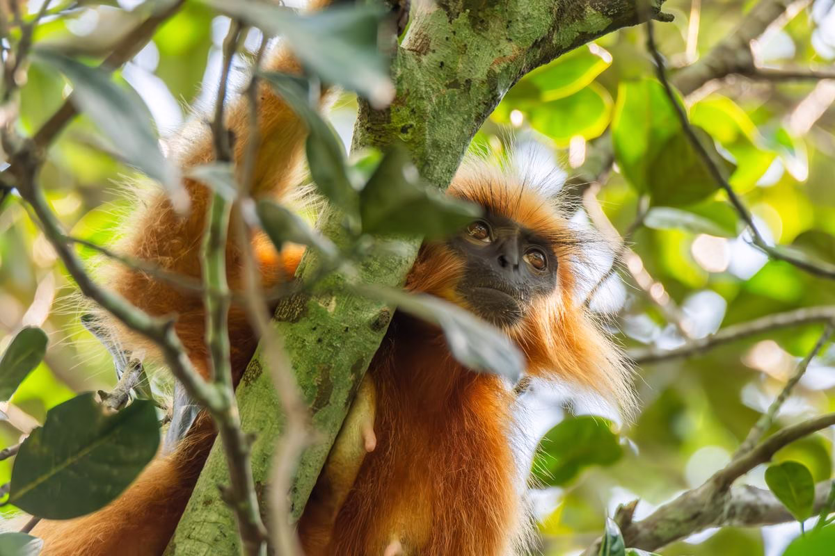 Golden Langur partially obscured by leaves, Kakoijana Reserve Forest