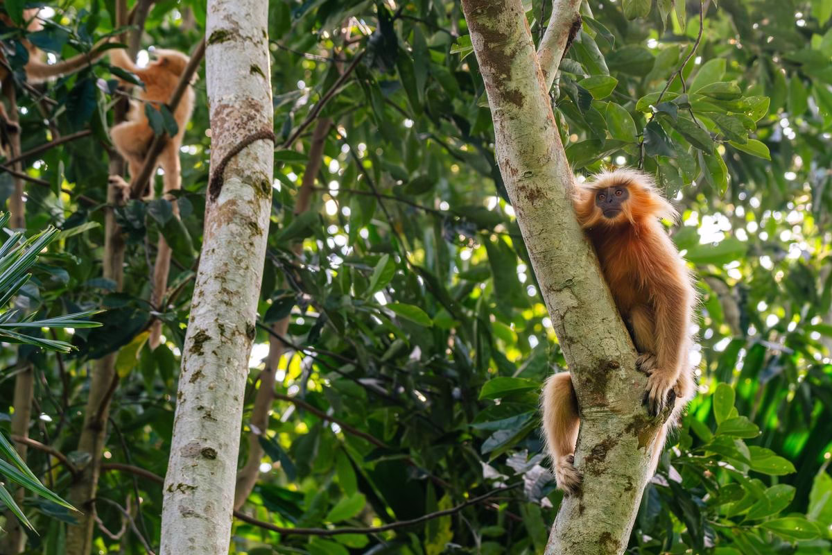 Golden Langur perched on bamboo culm, Kakoijana Reserve Forest