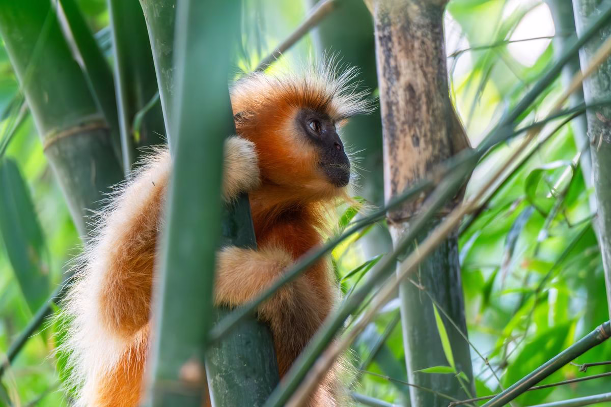 Golden Langur on bamboo branch, Kakoijana Reserve Forest