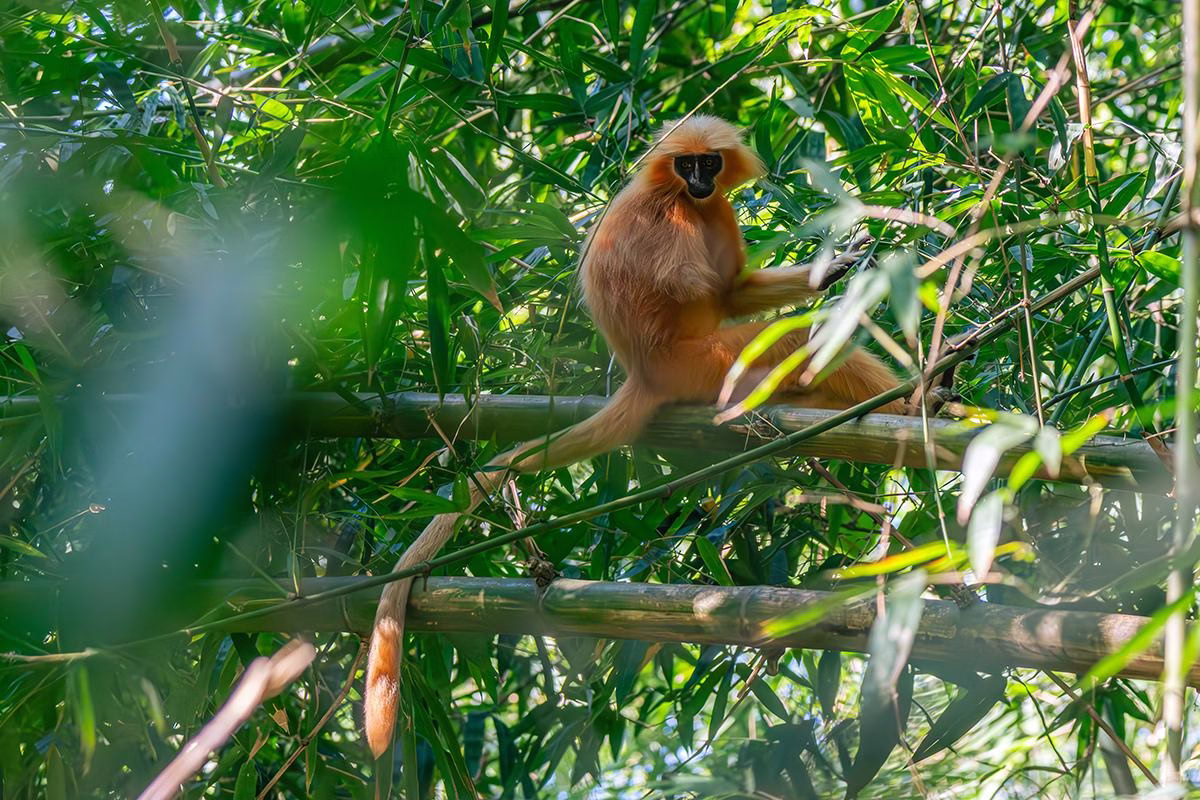 Golden Langur on bamboo branch, looking at camera