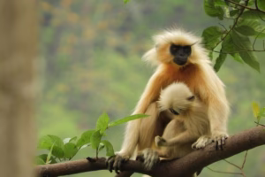 A Golden Langur mother with her infant perched on a tree branch, looking tenderly downwards in a vibrant green forest.